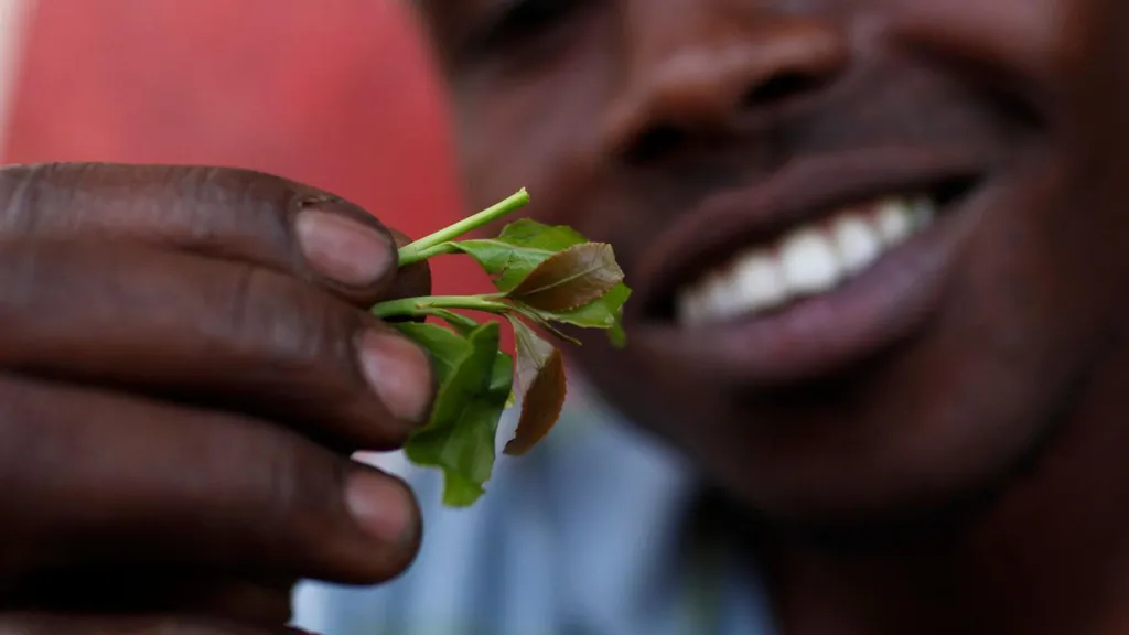 Close-up of khat leaves, referencing SHIFA's youth substance-abuse prevention education
